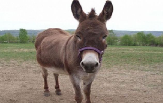 Eşekten Düşen Adam Hastanelik Oldu