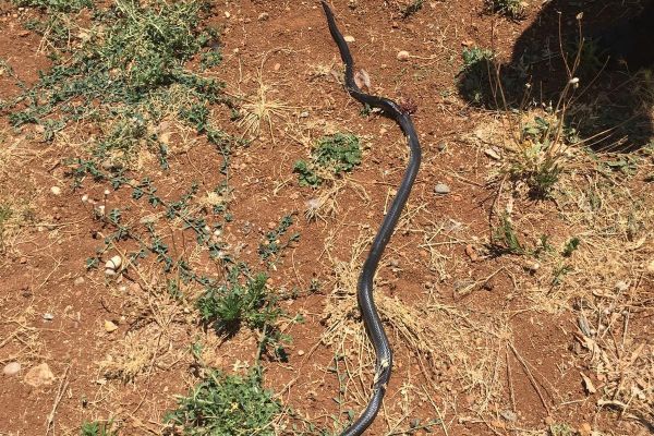 Eve giren yılanı itfaiye ekipleri yakaladı