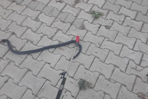 Eve giren yılanı itfaiye yakaladı