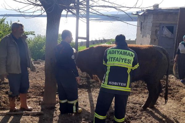 Fosseptik çukuruna düşen inek kurtarıldı
