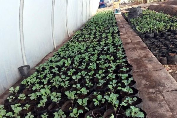 Gölbaşı İlçesinde Peyzaj Çalışmaları