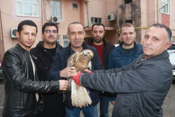 Göreve giderken gördükleri kartalı ölmekten kurtardılar