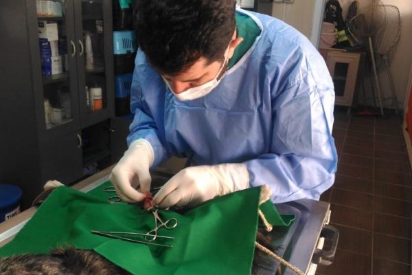 Hasta kedi operasyonla sağlığına kavuştu