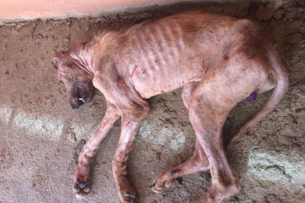 Hasta köpek Adıyaman Belediyesi tarafından tedavi altına alındı