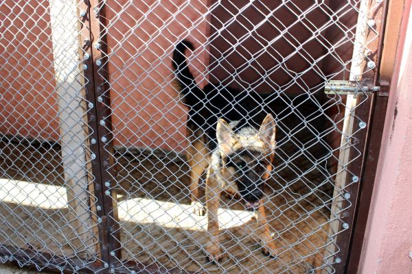 Hayvan Barınağı Sokak Hayvanlarına Yuva Oluyor