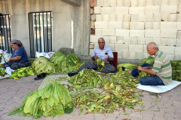 İlk Tütünler Saplanmaya Başladı