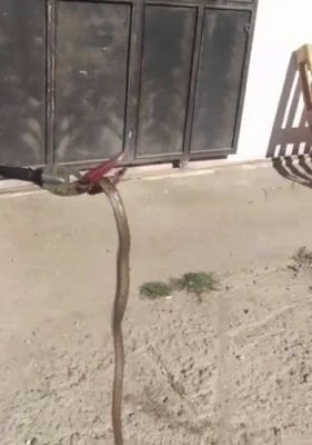  İş yerine giren yılan yakalandı