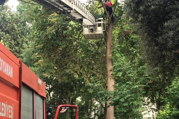 İtfaiye Tehlikeye Neden Olan Ağaç Dallarını Kesti