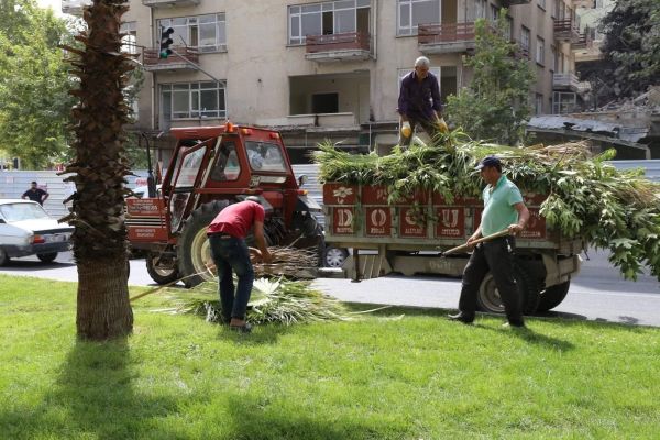 Izgaralar Temizlendi, Ağaçlar Budandı