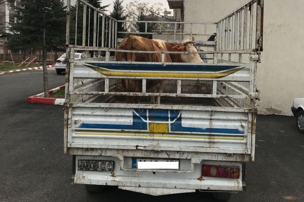 Jandarma hayvan hırsızlarını yakaladı