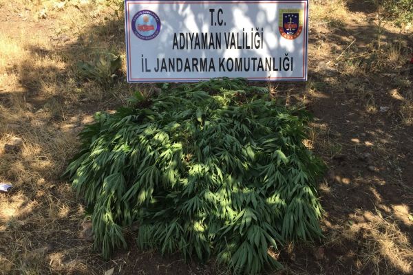 Jandarma kenevir bitkisi ele geçirdi