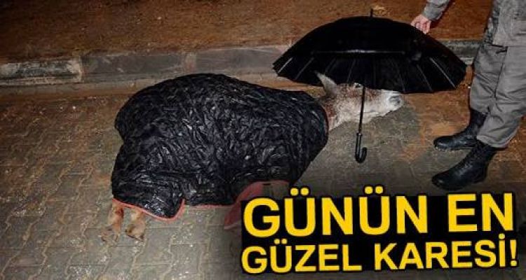 Jandarma, yaralı eşek ıslanmasın diye şemsiye tuttu