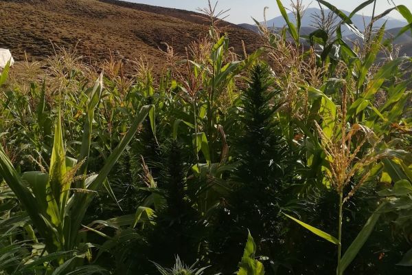 Jandarmadan uyuşturucu tacirine darbe