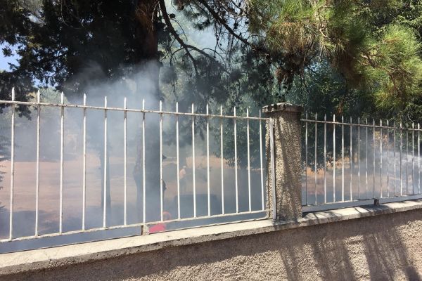 Jandarmanın dikkati sayesinde onlarca ağaç son anda kurtarıldı