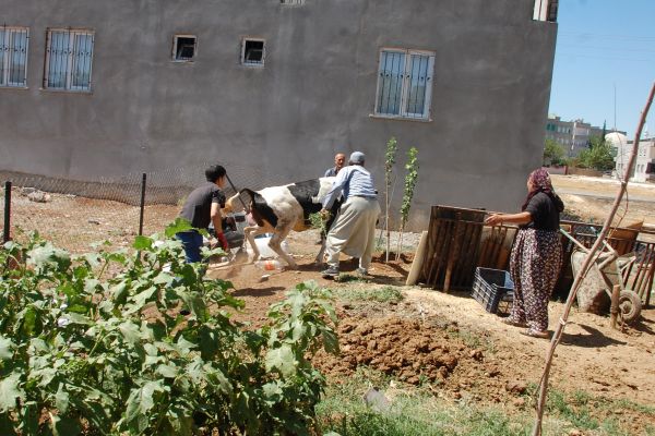 Kaçan dana saatler süren kovalamacanın ardından yakalandı
