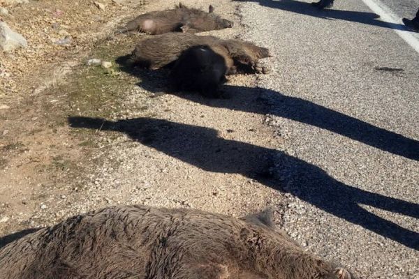 Kamyon domuz sürüsüne çarptı