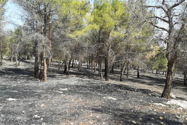 Karadağ Ormanlık alanda yangın paniği
