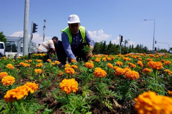 Kavşaklar mevsim çiçekleriyle renklendi
