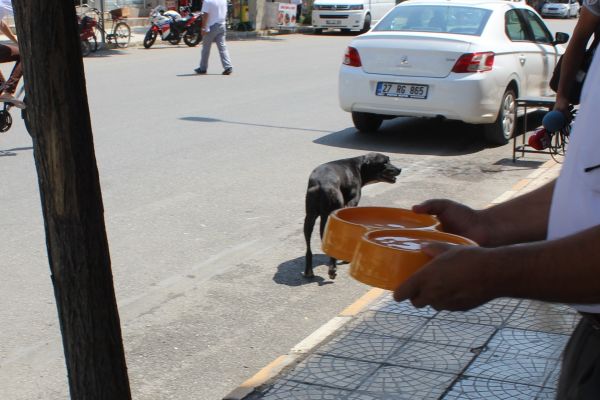 Kavurucu Sıcaklarda Sokak Hayvanlarına Bir Kap Su