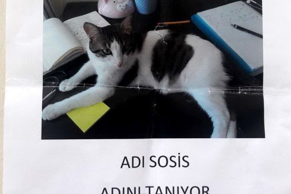 Kaybolan kedi için ‘kayıp’ ilanı