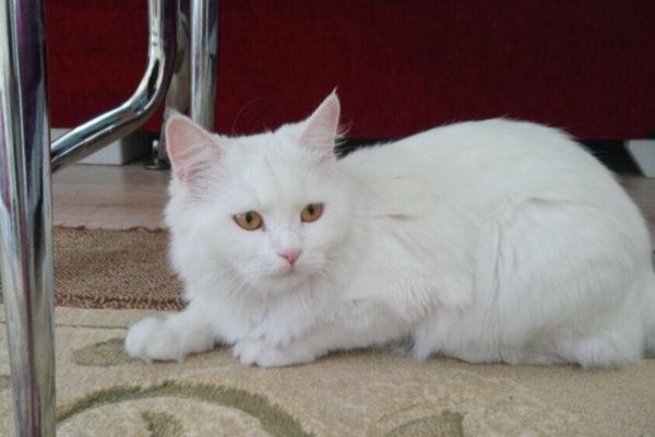 Kayıp kedisini bulana 2 bin lira ödül verecek