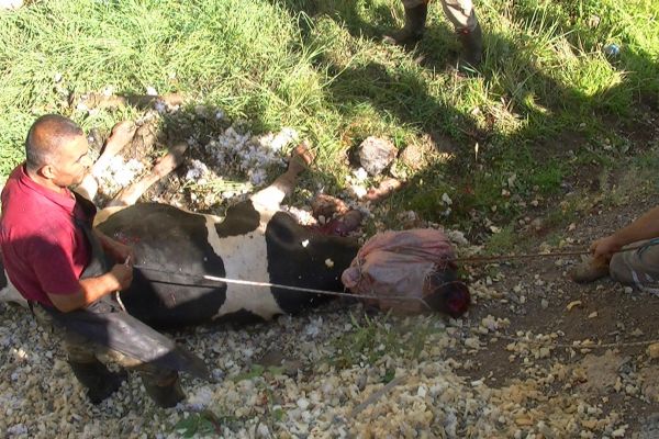 Kesimden kaçan dana görevlilere zor anlar yaşattı