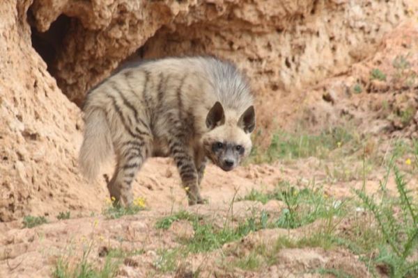 Kırmızı listede yer alan çizgili sırtlan Adıyaman'da görüntülendi