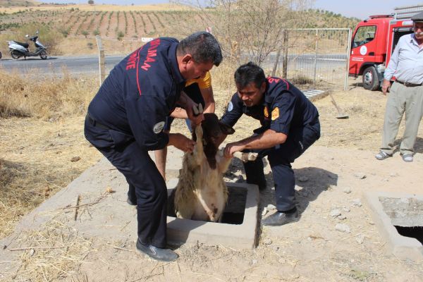 Köpeklerin kovalamasıyla kuyuya düşen 37 koyun kurtarıldı