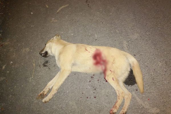 Kümesindeki tavukları yiyen köpeği tüfekle öldürdü