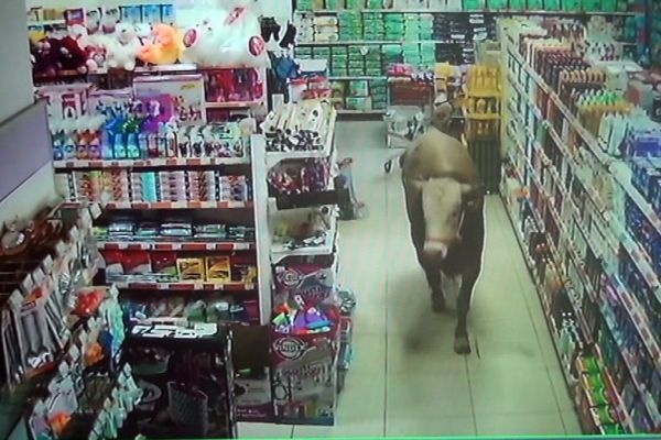 Kurbanlık dana girdiği marketi yerle bir etti