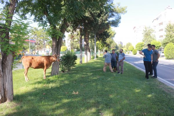 Kurbanlık dana ortalığı birbirine kattı