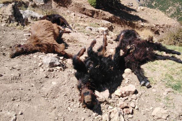 Kurt ahırdaki keçilere saldırdı