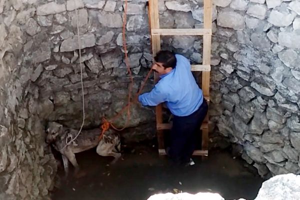 Kuyuya düşen köpeği vatandaşlar kurtardı
