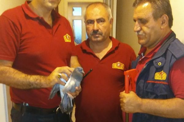 Mahsur kalan güvercini itfaiye ekipleri kurtardı