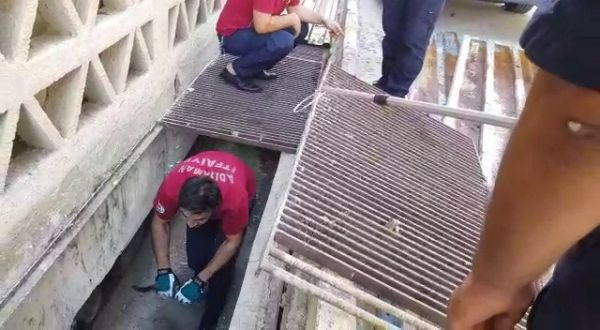 Mahsur kalan kediyi itfaiye ekipleri kurtardı