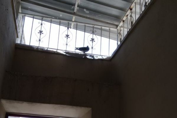 Merdiven boşluğunda mahsur kalan güvercinler kurtarıldı