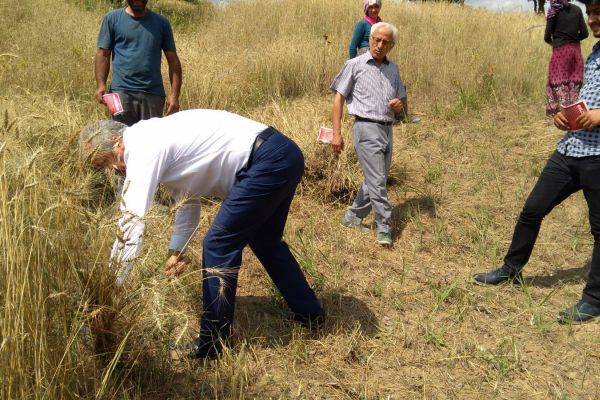 Milletvekili Adayı Evli orakla buğday biçip çiftçiyi dinledi