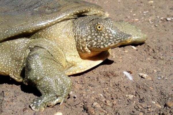 Nesli tükenme tehlikesindeki kaplumbağa balıkçı ağına takıldı