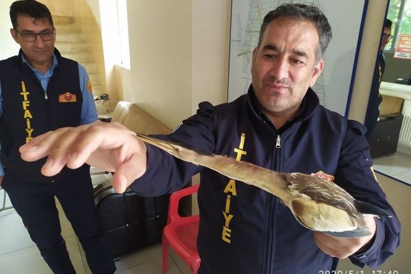 Nesli tükenmekte olan Balaban Kuşu tedavi altına alındı