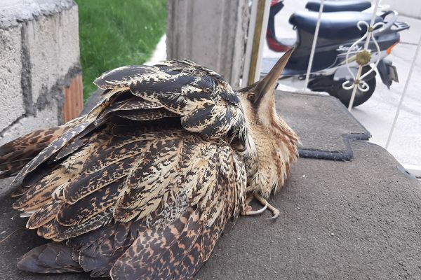 Nesli tükenmekte olan kuş Adıyaman'da görüldü