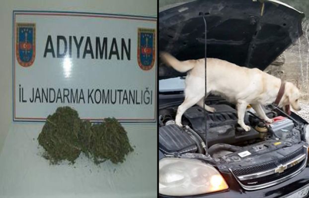 Norkotik Köpekleri Esrar Buldu