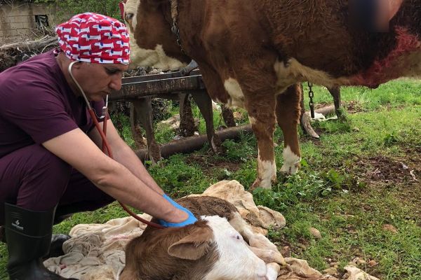 Onlarda hayvan sağlığı için görev başında