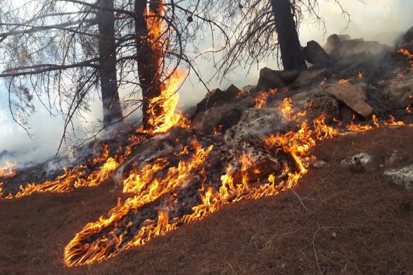 Ormanlık alan 14'üncü kez yandı