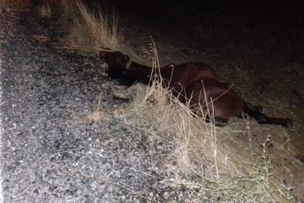 Otomobil ata çarptı: 3 yaralı