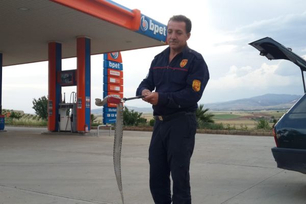 Otomobilin motor kısmına giren yılan çıkartıldı