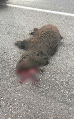 Otomobilin önüne fırlayan yaban domuzu telef oldu