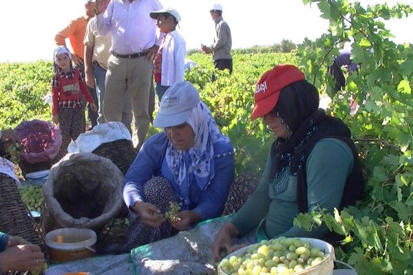 Peygamber Üzümü Hasadı Başladı
