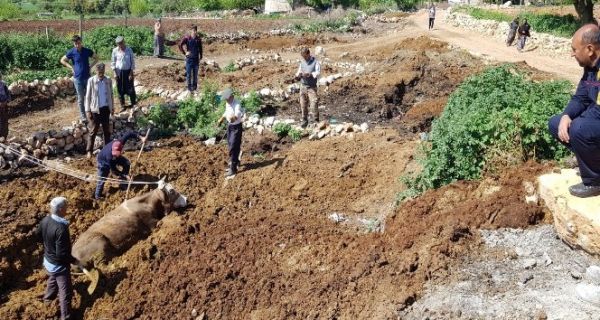 Pisliğe batan ineği itfaiye kurtardı