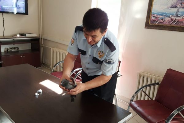 Polisler yaralı güvercini tedavi etti