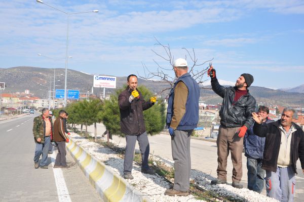 REFÜJ VE PARKLARDAKİ AĞAÇLAR BUDANIYOR